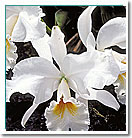 Orchids