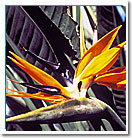 Bird of Paradise