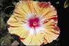 My Gallery: Image