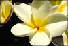 My Gallery: Image