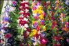 My Gallery: Image